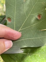 Aceria querci