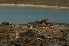 Plectrophenax nivalis