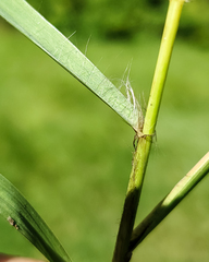 Eragrostis spectabilis