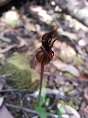 Chiloglottis