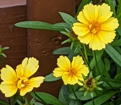 Coreopsis lanceolata