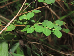 Lagerstroemia subcostata