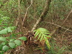 Lemmaphyllum microphyllum