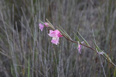 Gladiolus carinatus