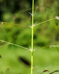 Eragrostis spectabilis