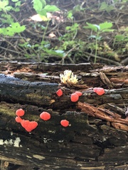 Tubifera ferruginosa