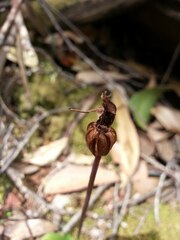 Chiloglottis