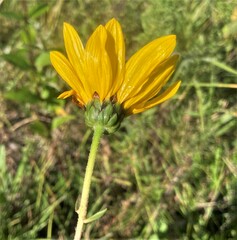 Helianthus pauciflorus