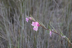 Gladiolus carinatus