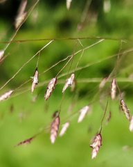 Eragrostis spectabilis