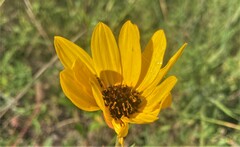 Helianthus pauciflorus