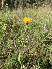 Helianthus pauciflorus