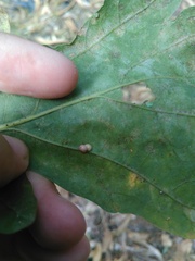 Neuroterus anthracinus