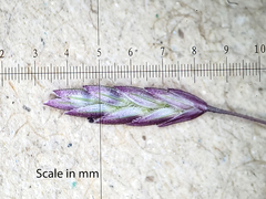 Eragrostis spectabilis