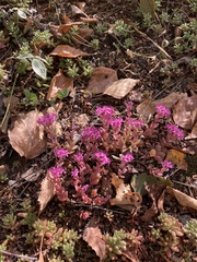 Hylotelephium cyaneum
