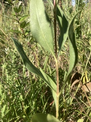 Helianthus pauciflorus