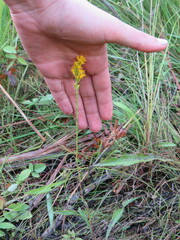 Solidago uliginosa