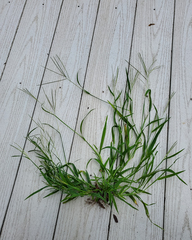 Digitaria ischaemum