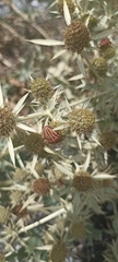 Graphosoma semipunctatum