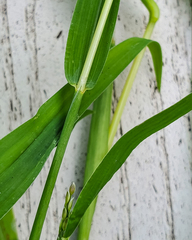 Digitaria ischaemum