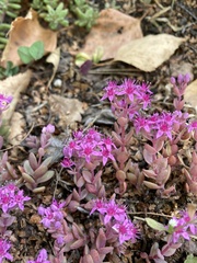 Hylotelephium cyaneum