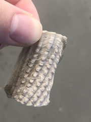 Cyrtopleura costata