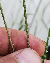 Digitaria ischaemum