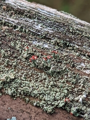 Cladonia cristatella
