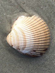 Dinocardium robustum