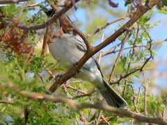 Dryoscopus cubla okavangensis
