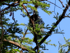 Dryoscopus cubla okavangensis