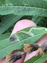 Liriomyza eupatoriella