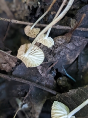 Marasmius capillaris