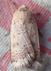 Abagrotis alternata