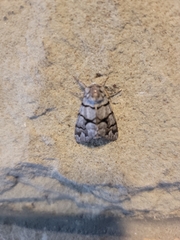 Panthea furcilla