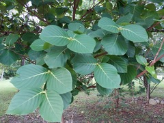 Neonauclea reticulata