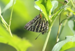 Cigaritis lohita