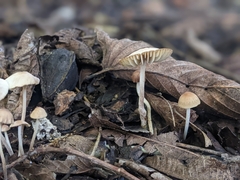 Marasmius capillaris