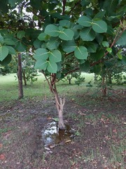 Neonauclea reticulata