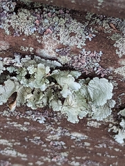 Parmotrema hypotropum