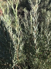 Salix exigua