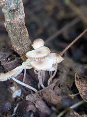 Marasmius capillaris