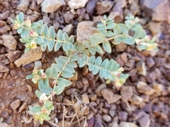 Euphorbia ocellata ocellata