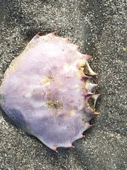 Ovalipes stephensoni