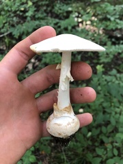 Amanita abrupta