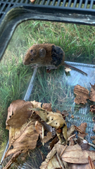 Clethrionomys glareolus