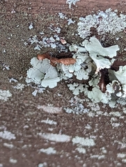 Parmotrema hypotropum