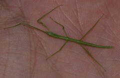Clonopsis gallica