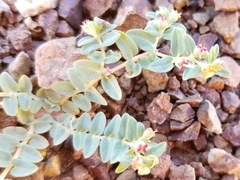 Euphorbia ocellata ocellata