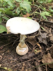 Amanita abrupta